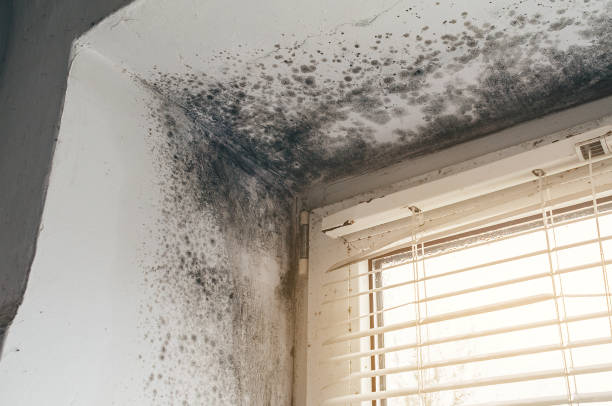 Affordable Black Mold Removal solutions in Hutto, TX